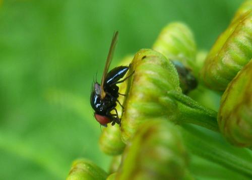 Silba fumosa